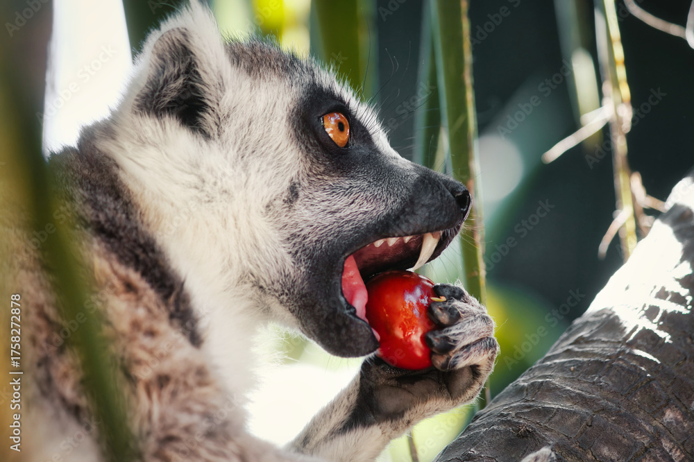 Obraz premium Close-up head-shot portrait of a ring-tailed lemur with furry ears in a tree biting a red tomato, looking away from camera