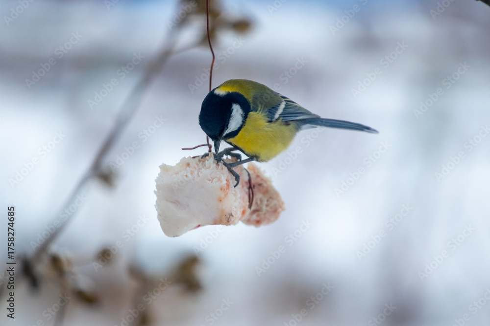 Fototapeta premium Great Tit (Parus major) feeding on a piece of lard suspended on a string in a winter garden or park, helping the bird survive the cold season