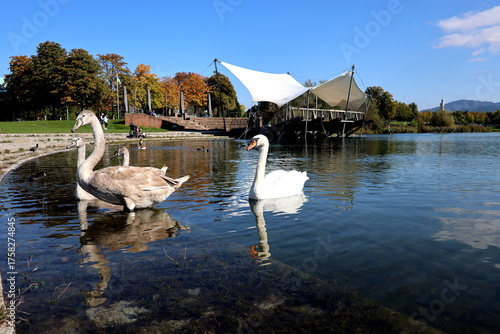 Schwäne am Ufer des Flückigersees in Freiburg