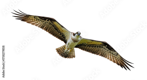 Isolated Osprey soaring and hunting, spread wings, beautiful bird of prey, wildlife photo
