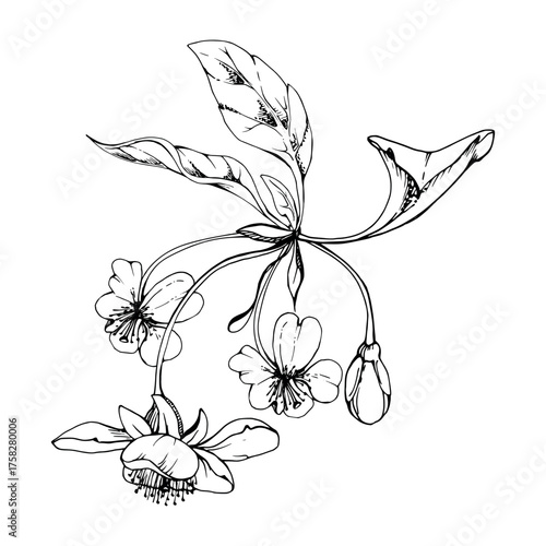 Cherry sakura white flower and bud on stems, plant leaves, hand drawn vector ink, wildflower botanical illustration. Isolated buttonhole composition. Scrapbooking, florist shop, decoupage, wedding