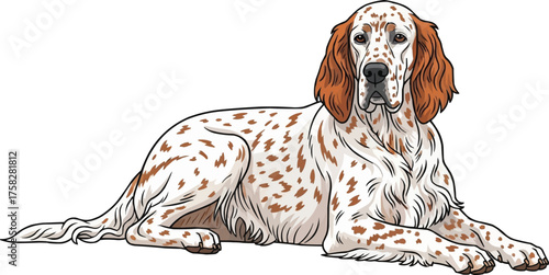 English Setter dog lying down relaxed resting cute vector illustration