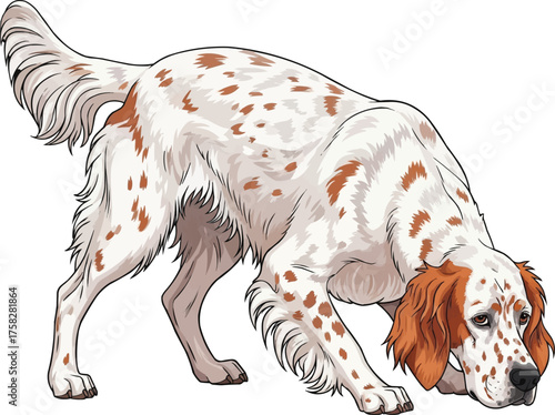 English Setter dog sniffing ground pose vector illustration