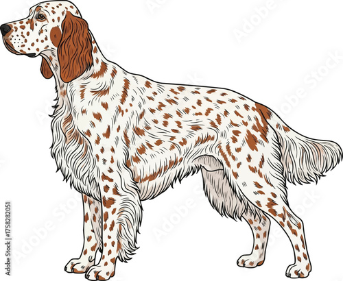 English Setter dog standing side profile vector illustration