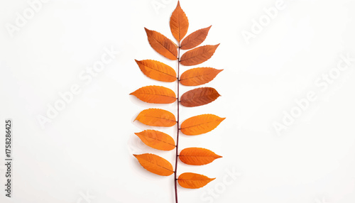 A close-up of a leaf stem with orange and brown leaves, centered on a white background