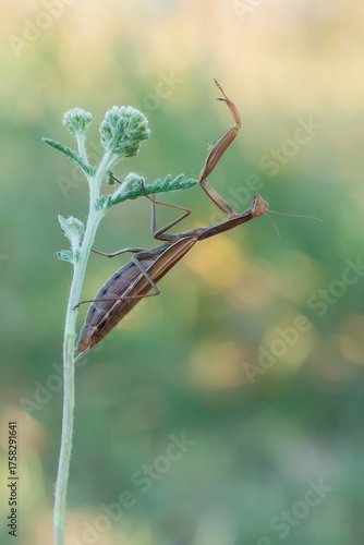 Wallpaper Mural Eleganz in der Stille Torontodigital.ca