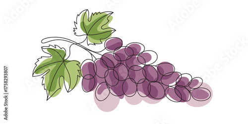A continuous single line drawing depicting a cluster of ripe purple grapes with green leaves and vine elements vector