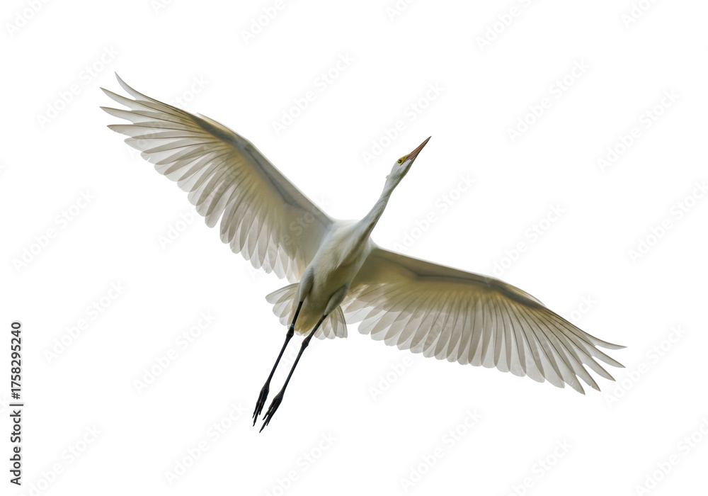Obraz premium Isolated Great Egret spreading wings, flying against bright sky, tropical bird in flight