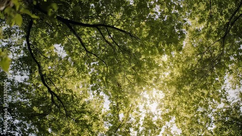 Looking up at the sun filtering through green leaves and branches