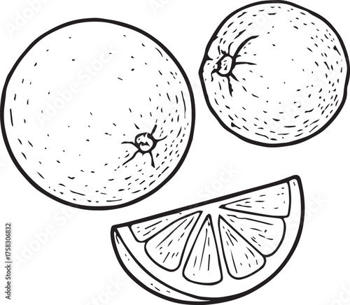 Black and white hand-drawn vector illustration of an orange slice. Minimal line art doodle perfect for winter drinks, mulled wine recipes, eco Christmas and natural product design.