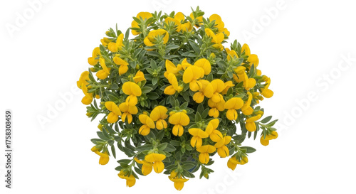 Isolated flowering Spanish Broom plant, a beautiful golden yellow Cytisus scoparius bloom shrub