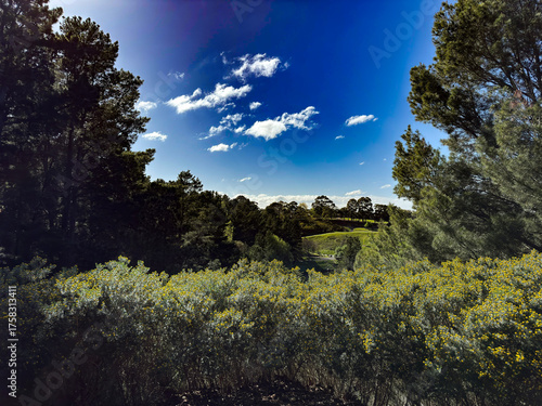 Sunflowers and Australian natural forest