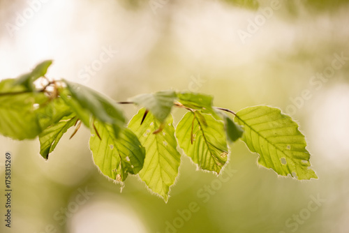 Frisches Buchenlaub im Frühling im Pfälzerwald