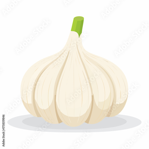 A bulb of garlic with thin papery layers curling gently around its plump white cloves.