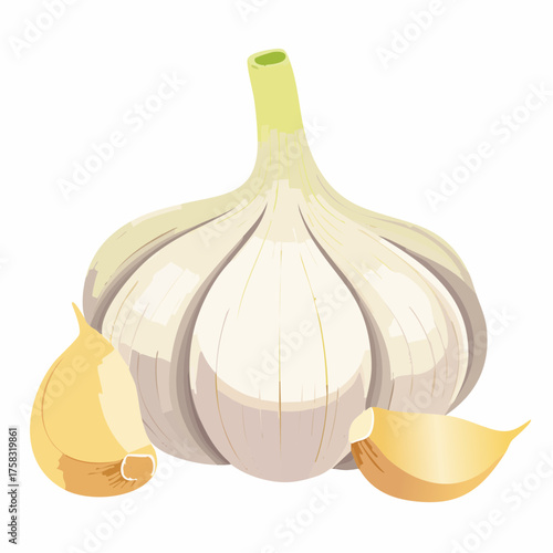 A bulb of garlic with thin papery layers curling gently around its plump white cloves.