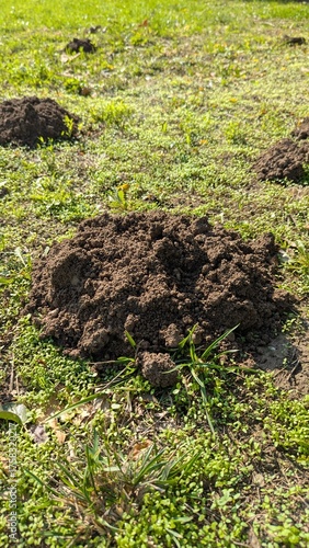 Fresh Molehill on Green Grass Field – Soil Mound Created by Mole Activity in a Garden or Park Environment