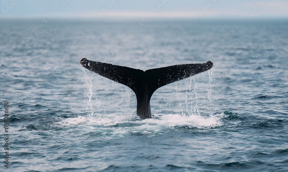 Fototapeta premium whale tail jumping out of the water