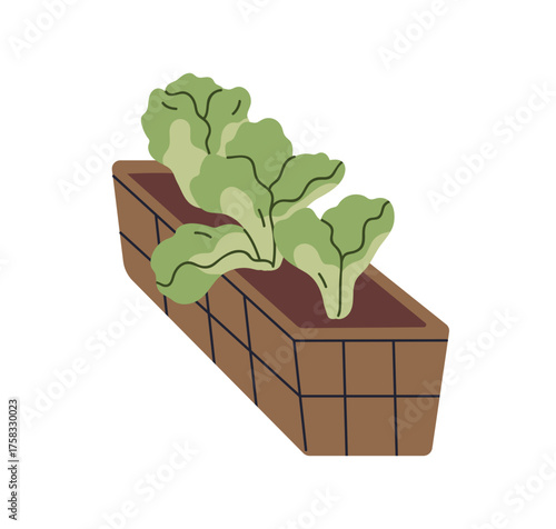Lettuce plant in box, planter. Leaf vegetable growth in soil, pot. Green leav...