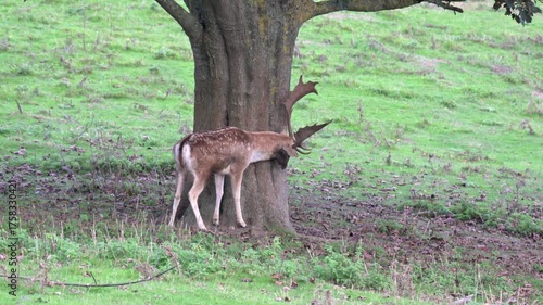 Fallow Deer (Dama dama) buck (male) scent-marking a tree by rubbing against the bark, typical behaviour during the rutting season. October, Kent, UK (Normal speed)