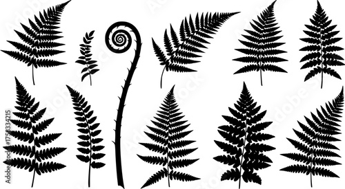Black silhouette vector set of various fern fronds and unfurling fiddlehead isolated on white background