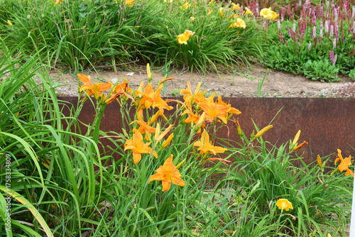 orange flower in a park during spring
