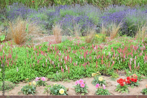 pink and purple spring flowers in a park in Luxembourg
