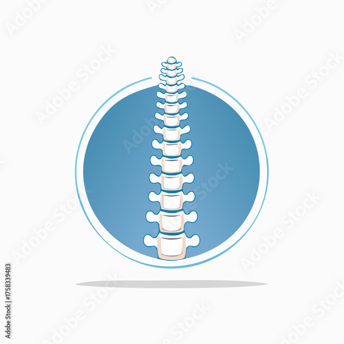 Anatomical spine illustration for medical healthcare and chiropractic practices