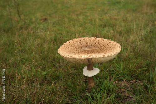 mushroom in the grass