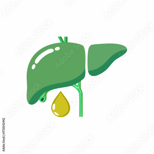 Green liver illustration representing health and wellness of human body organ