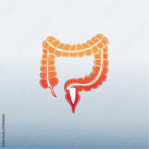 Human Colon Anatomy: Medical Illustration Showing Intestine Structure and Function