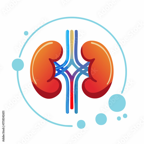 Human kidneys anatomy illustration with veins and arteries diagram depiction