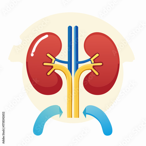Human kidneys anatomical cartoon style representation for educational purposes