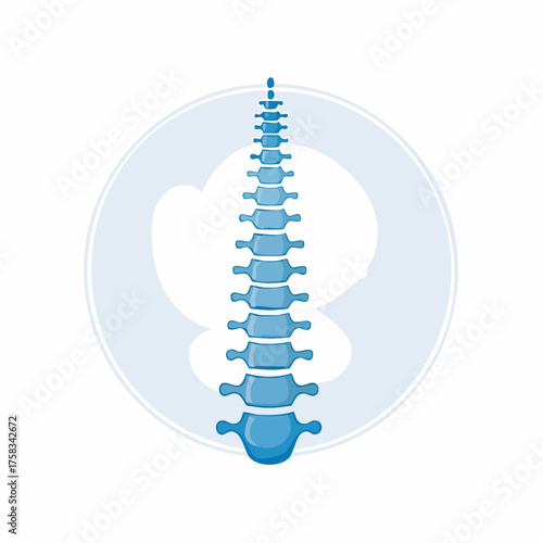Human spinal column anatomy illustration, healthcare and medical concept