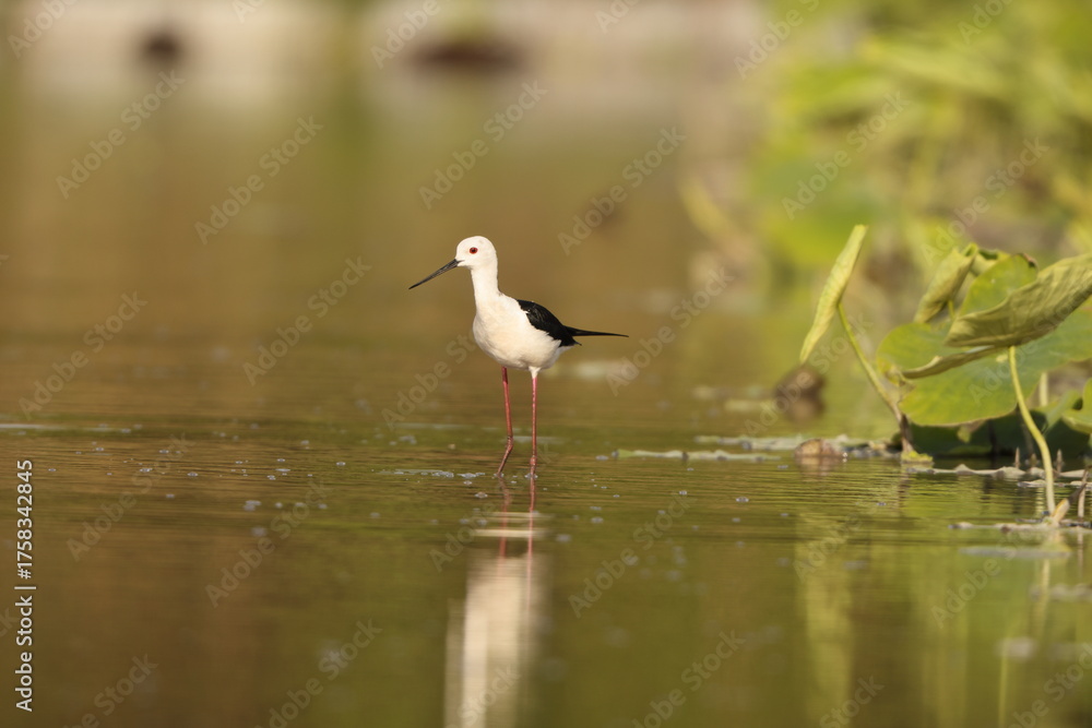 Fototapeta premium Black-winged stilt (Himantopus himantopus) is a widely distributed, very long-legged wader in the avocet and stilt family Recurvirostridae. This photo was taken in Japan.