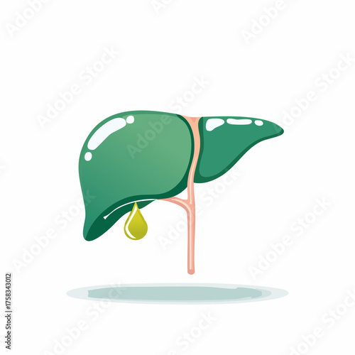 Illustration of a human liver with gallbladder, for medical or educational purposes