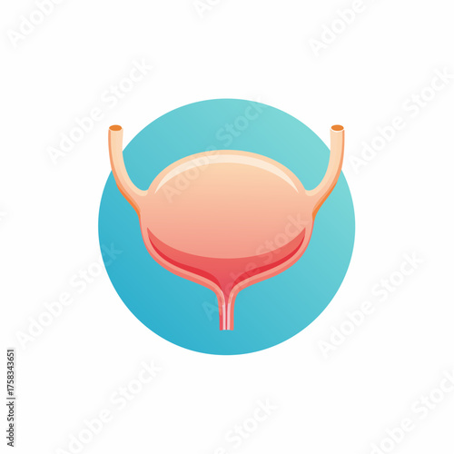 Illustration of the human bladder anatomy for medical or educational usage