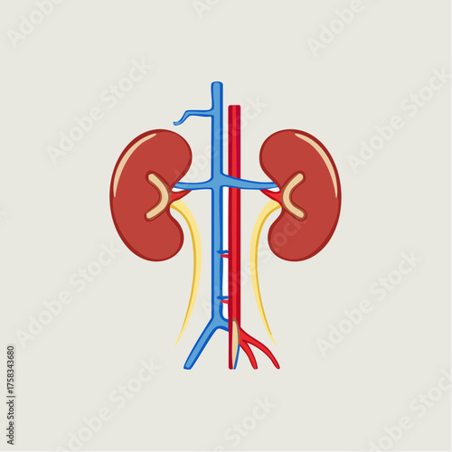 Illustration of the human kidneys with vessels and ureters anatomical system