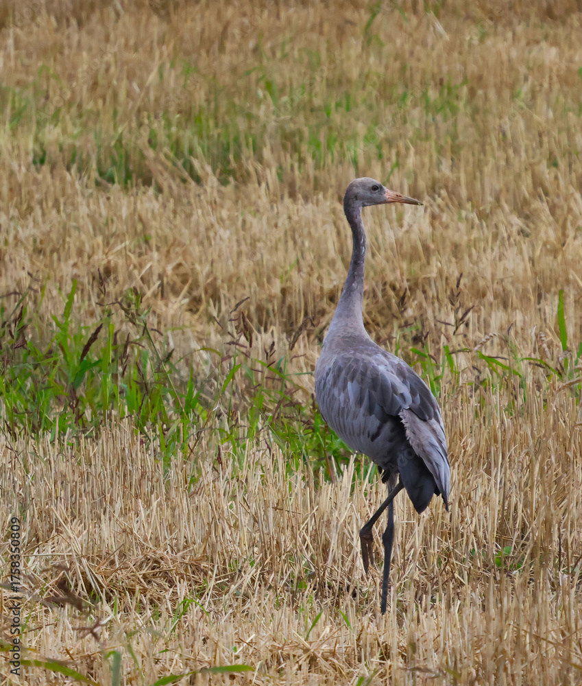 Fototapeta premium grey crowned crane