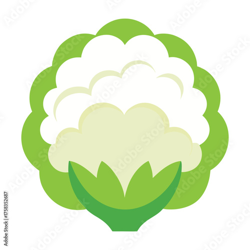 vector illustration of a cauliflower