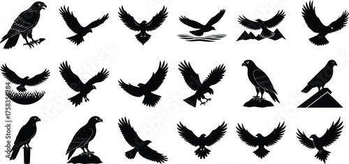 Hawk Bird Vector Shilhouette Collection, on white background.