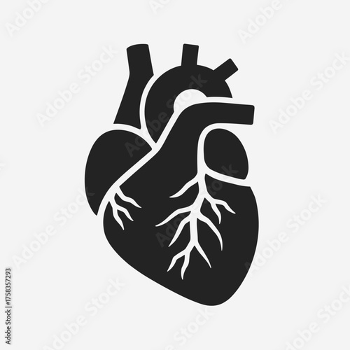 Human heart anatomy in black on white backdrop, detailed anatomical heart representation, showcasing its structure.
