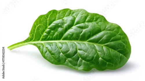 A vibrant green spinach leaf showcasing its texture and freshness against a white background.