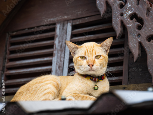 cat and mouse