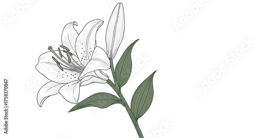 A delicate sketch of a single lily flower with unopened buds and green leaves.
