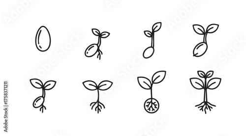 Seed germination stages hand drawn growth process from seedling to plant life cycle development vector