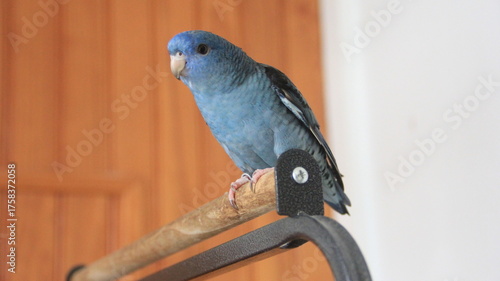 Perruche toui catherine posée sur son perchoir