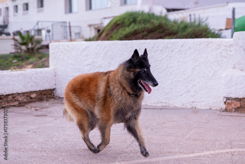 Belgian Tervuren Dog Malinois 