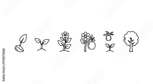 Hand drawn growth stages of a plant from seedling to tree icon set vector