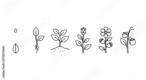Stages of plant growth seedling to blooming flower lifecycle sequence vector
