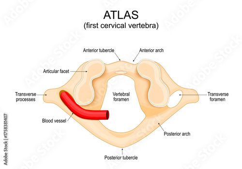 Anatomy of the Atlas vertebra. First cervical vertebra. Human body anatomy. 